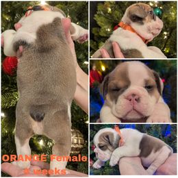 Bulldog Puppies from Hayzlett Family English Bulldogs