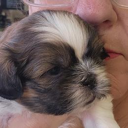 Shih Tzus from Farm Animal Mommy Shih tzu's