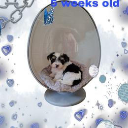 Boy 3 - Piebald male Morkie puppy in Inverness, Florida from Morkies and More