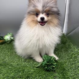 Ron - Blue merle male Pomeranian puppy in Newark, Ohio from Keeperofstars Pomeranians