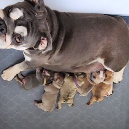 Bulldog Puppies from Badger Canyon bulldogs