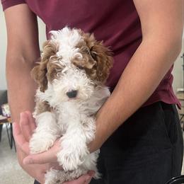 Sir Bojangles - Poodle
