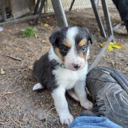 Echo - Tri-color female Border Collie puppy in Menasha, Wisconsin from Little Rose Retrievers