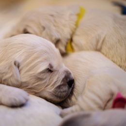 Golden Retriever Puppies from Faded Ash Goldens