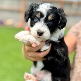 Cloudy - Black tri-color female Aussiedoodle puppy in Sterling, Colorado from North 40 Doodles