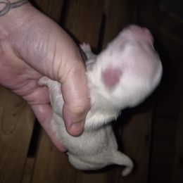 Girl 4 - White female Chihuahua puppy in Trout, Louisiana from Magnolia Farm's LLC