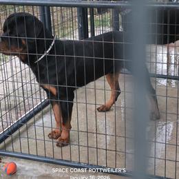 Apollo - Rottweiler