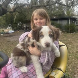 Golden - Red merle male Miniature Australian Shepherd puppy in Interlachen, Florida from Lucky Bones Miniature Australian Shepherds
