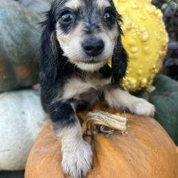 Black and cream dapple boy - Dapple male Dachshund puppy in Payette, Idaho from NT Mini Doxies