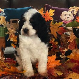 Bernedoodle and Goldendoodle Puppies from Macadoodles