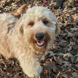 Goldendoodle and Poodle All Grown Up from Rainbow Poodles and Doodles of Oklahoma