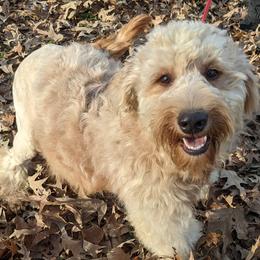 Goldendoodle and Poodle All Grown Up from Rainbow Poodles and Doodles of Oklahoma