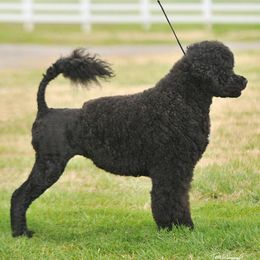 Piper - Portuguese Water Dog