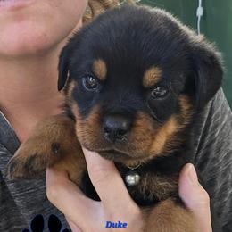 Duke - Black and mahogany male Rottweiler puppy in Tangent, Oregon from Raya's Royals