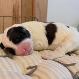 Boy 1 - Black and white male Sheepadoodle puppy in Danville, Indiana from Marley’s Doodle Ranch