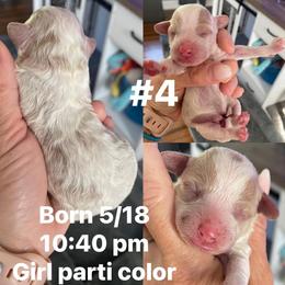 Girl 1 - Blenheim female Cavapoo puppy in Mc Connellsburg, Pennsylvania from Mumma’s Standard Poodles