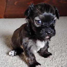 Sunny - Red sable male Havanese puppy in Kinston, North Carolina from Court Jester Havanese and Russian Salon Dogs