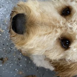 Goldendoodle, Saint Berdoodle, and Springerdoodle Puppies from LaDonna's Doodles