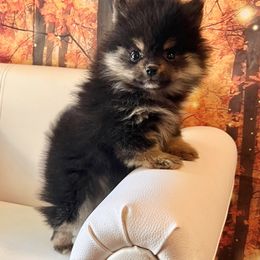 Pomeranian Puppies from DNA Pomeranians