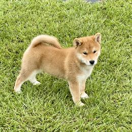 Vin Diesel - Red male Shiba Inu puppy in Milton, Florida from Moonlight Shibas