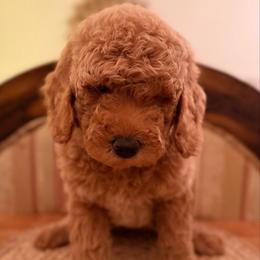 Merry - Apricot Mini - Apricot female Goldendoodle puppy in Lancaster, California from Kid's Best Doodle
