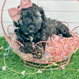 Ocean - Brindle female Poodle puppy in from Pink Poodles and Doodles