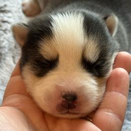 Bentley - Black and white male Pomsky puppy in Greenfield, Minnesota from SRF Pomskies