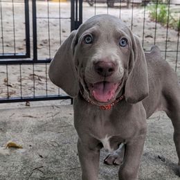 Boy 6 - Silver gray Weimaraner puppy in Jupiter, Florida from Khepri Weimaraners