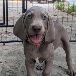 Boy 6 - Silver gray Weimaraner puppy in Jupiter, Florida from Khepri Weimaraners