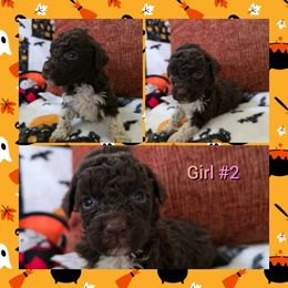 Girl 1 - Brown female Lagotto Romagnolo puppy in Chuckey, Tennessee from Willow Creek Kennels