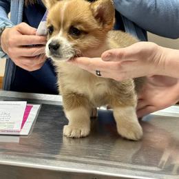 Pembroke Welsh Corgi Puppies from Pembroke Welsh Corgis at Belle Haven