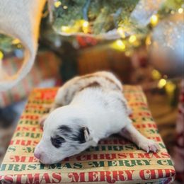 Latch x Lassie - Girl 4 - Red merle - White and red merle female Border Collie puppy in Minden, Iowa from Rocking N Registered Border Collies & Labradors