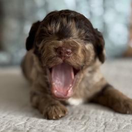 Cosmo - Merle male Cavapoo puppy in Beckley, West Virginia from By Design Doodles