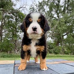 Tri Boy 3 - Tri-color male Bernedoodle puppy in Sioux Falls, South Dakota from WhiskeyCreek Doodles