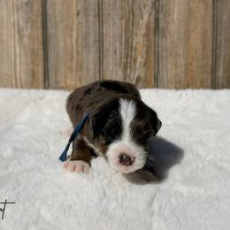 Scout - Merle male Bernedoodle puppy in Wamego, Kansas from Doodles of Oz
