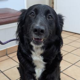 Sugar - Australian Shepherd