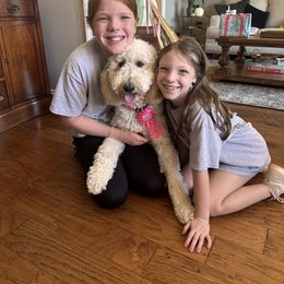 Aussiedoodle All Grown Up from Arrington’s Aussiedoodles