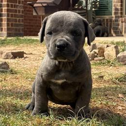 Girl 4 - Gray female Cane Corso puppy in Sienna, Texas from Robinson Elite Corsos