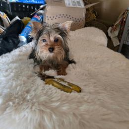 TC1 - Blue and gold male Yorkshire Terrier puppy in Yucca Valley, California from Deborah Punjak's Yorkshire Terriers