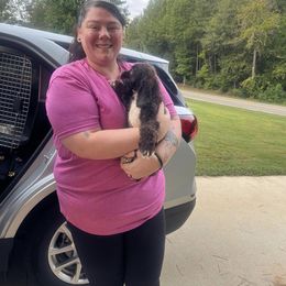 Cocker Spaniel Puppies from Hunt Crest Cockers
