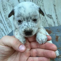 Boy 5 - Blue male Australian Cattle Dog puppy in Hurley, Virginia from BoardCamp Kennels-AKC Australian Cattle Dogs