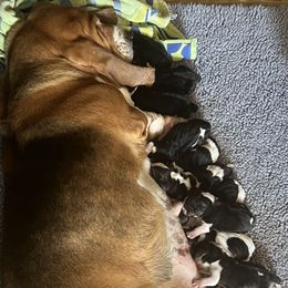 Male 4 - Black brown and white male Basset Hound puppy in Red Bay, Alabama from Maple Street Bassets