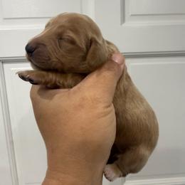 Tater - Cream female Dachshund puppy in Fort Myers, Florida from Lady Margery’s Dachshunds