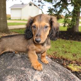 Piston - Sable male Dachshund puppy in Ridgeville, Indiana from Rafter D4 Ranch - Mini Dachshunds