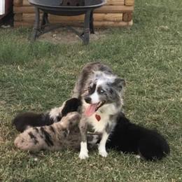 Miniature Australian Shepherd Puppies from Rowdy Ranch Tx