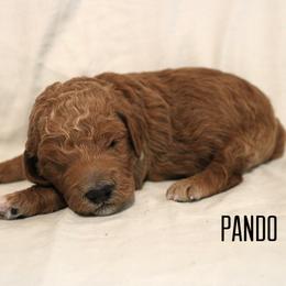 Pando - Red  female Goldendoodle puppy in Payson, Utah from Mountainside Goldendoodle