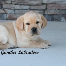Labrador Retriever Puppies from Günther Labradors