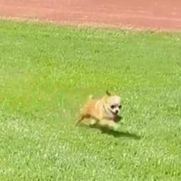 Chihuahuas from Little chihuahua angels