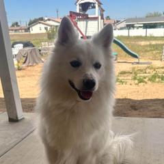 Kovu - American Eskimo Dog