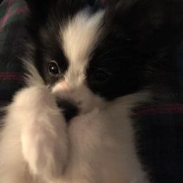 Boxer and Papillon Puppies from Tradition Boxers and Papillons